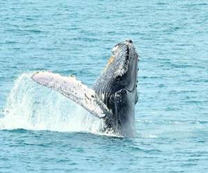 Quepos, un lugar para avistar ballenas