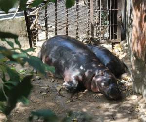 Moo Deng -que se traduce literalmente como cerdo saltarín- nació el 10 de julio en el Zoo Khao Kheow Open de Chonburi, a unos 110 kilómetros al sureste de Bangkok. EFE/Brian Bujalance