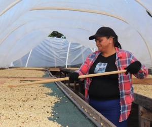 Aumenta el número de empresas de Honduras que podrán exportar café a China