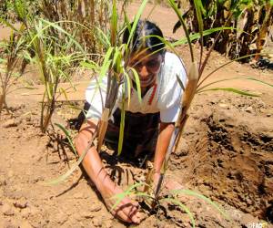Promueven negocios ecológicos con inversión de US$10 millones en América Latina