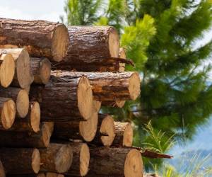 Este proyecto de fortalecimiento del sector forestal tendrá una duración de 12 meses y su objetivo principal es establecer mecanismos eficientes para la cosecha, procesamiento y comercialización sostenible de productos maderables. Foto cortesía