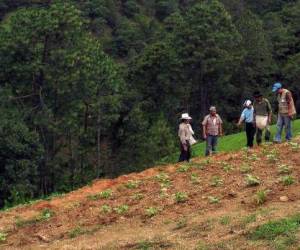 FAO hará mapeo digital de nutrientes del suelo de Centroamérica