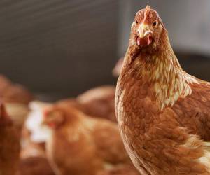 Según la Asociación Brasileña de Proteína Animal, los mercados que han suspendido importaciones representaron el 26 % de las exportaciones brasileñas de pollo y huevos en 2024, con un valor de US$2.200 millones. Foto de iStock
