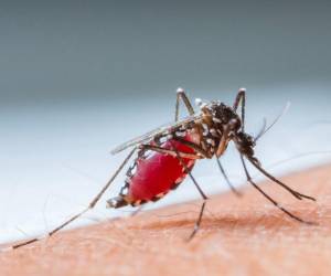 Fuerte brote de dengue en Latinoamérica preocupa a la OMS