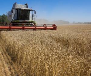 5 claves sobre la exportación de cereales de Ucrania