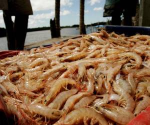 <i>Los camarones congelados se mantuvieron liderando las exportaciones de este periodo, seguidos por azúcar, teca, sandías y aceite de palma. Foto de iStock</i>