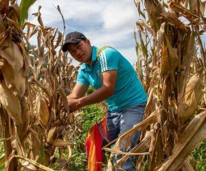 <i>Su enfoque en la agricultura sostenible y la promoción de la seguridad alimentaria en comunidades vulnerables ha sido fundamental para su inclusión en la lista.</i>