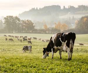 El 71,1% (1.045,223) del ganado vacuno en Costa Rica son hembras, lo que incide en la capacidad reproductiva y de crecimiento del hato. Foto de iStock