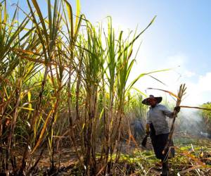 Encabeza este grupo de cultivos industriales el cultivo de la caña de azúcar, seguido por la palma aceitera y, en tercer lugar, el café, señala la Encuesta Nacional Agropecuaria. Foto de iStock