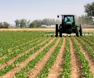 La actividad agropecuaria sufrió una contracción de 1,8 % interanual, influida por el descenso en la producción de banano destinada al mercado externo. Foto de iStock