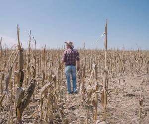 <i>El repunte en la producción impulsará el crecimiento del consumo y la recuperación de los inventarios globales, prevé la agencia para la alimentación y la agricultura. Foto de iStock</i>