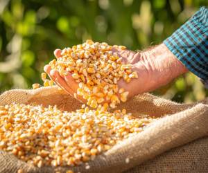 <i>El precio de los cereales cayó un 3,5 % con respecto a mayo, debido a la caída de los precios internacionales del maíz y el trigo. Foto de iStock</i>