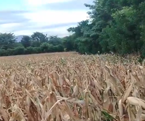 <i>Cerca de 6,9 millones de quintales de maíz, frijol y sorgo o el 100 % de la siembra de agosto y septiembre, estarían en riesgo en El Salvador. Foto de cortesía</i>
