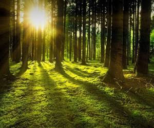 El estudio es el resultado de una red internacional recientemente formada para el estudio sobre los anillos de crecimiento de los árboles en bosques tropicales. Foto de iStock