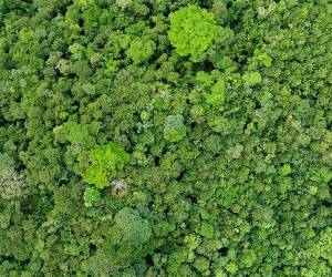 <i>Aunque su identificación técnica es reciente, su hallazgo se remonta al año 2000, cuando científicos recolectaron muestras en la comarca indígena Ngäbe-Buglé, al noroeste del país. Foto de cortesía</i>