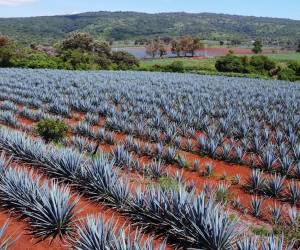 <i>Al primer semestre de 2026, el consumo de agave creció 3 %, la producción de tequila disminuyó 1,7 % y las exportaciones incrementaron 3 %, principalmente a Estados Unidos. Foto de iStock</i>