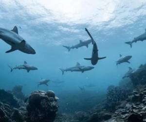 Más de 180 delegados reunidos en Panamá buscan restringir la pesca de tiburones