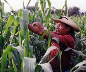 El Salvador: Baja cosecha de granos afectará a consumidores en 2023