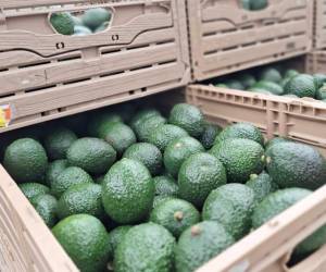 <i>Aguacate de Jalisco, México, el más beneficiado con el Super Bowl. FOTO portalfruticola</i>