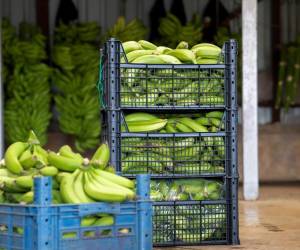 En 2025, el volumen de las exportaciones de banano ha disminuido por efectos climáticos, pero no por la sustitución del banano de Costa Rica. Foto de EFE
