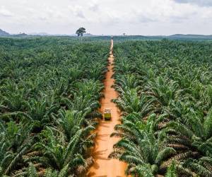 <i>El informe subraya como ejemplos de vulnerabilidad ante las eventuales nuevas restricciones la piña y el banano de Costa Rica; el café y el aceite de palma de Honduras, y el banano, el cacao y el mango de la República Dominicana. Foto de Anks Rachman / Getty Images</i>