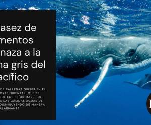 La escasez de alimentos amenaza a la ballena gris del Pacífico