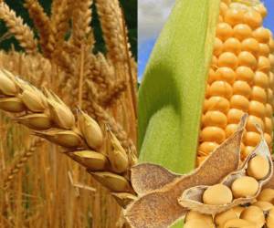 Producción de trigo en Ucrania podría caer un 40% y el maíz un 30% para temporada 2022-23