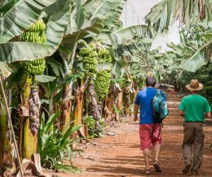 Los trabajadores bananeros ya regían sus beneficios laborales en una ley especial del 2017 por lo que este proyecto de norma reafirma los avances alcanzados de esa ley especial. Foto de iStock