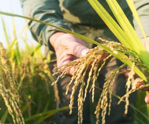 Se prevé que la producción mundial de arroz aumentará un 1,0 % hasta alcanzar el récord de 555,5 millones de toneladas, con aumentos en Bangladesh, el Brasil, China, la India y, sobre todo, Indonesia. Foto de iStock