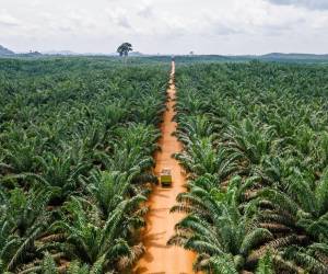 Aceite de palma aportó más de US$1.600 millones a la economía de Guatemala en 2023