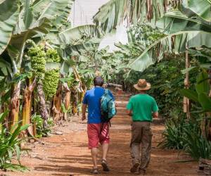 Han pasado 24 días de abandono total de las fincas lo que ha provocado pérdidas que superarán, al menos, los US$75 millones y daños irreversibles en la producción. Foto de iStock