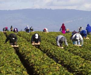 Migrant farm workers in strawberry fields. (Mark Miller/Getty Images)