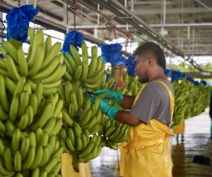 <i>En junio, las exportaciones de banano de Panamá alcanzaron US$17.1 millones, superando incluso el mejor registro mensual observado antes de la paralización laboral de 2025, correspondiente a marzo, cuando se alcanzaron US$16.4 millones. Foto de cortesía</i>