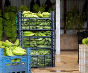 Unas 50 empresas exportadoras de banano implicadas en tráfico de drogas desde Ecuador