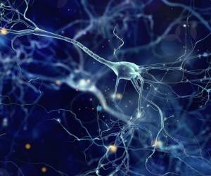 Científicos implantan neuronas humanas en cerebros de ratas para estudiar enfermedades psiquiátricas