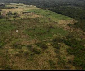 La felicitación de Leonardo DiCaprio para Guatemala por recuperar bosques