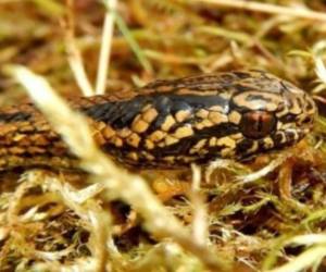 Descubren serpiente ‘Harrison Ford’ en selva de Perú