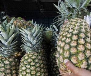 <i>La piña es uno de los principales productos de exportación de Costa Rica. En 2025 las exportaciones de esta fruta ascendieron a US$1.346 millones. Foto de cortesía</i>