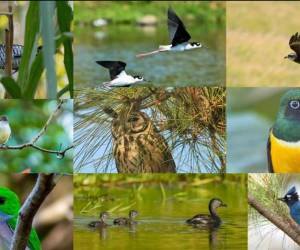 <i>El Centroamérica Big Day es una iniciativa regional impulsada por la Agencia de Promoción Turística de Centroamérica (CATA) para promover el avistamiento de aves como un segmento especializado del turismo de naturaleza. FOTO CATA</i>