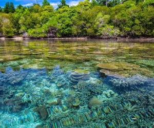 Países de Centroamérica y el Caribe se suman a iniciativa de Biodiverciudades por un mejor futuro