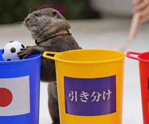¿Una nutria es el ‘nuevo Pulpo Paul’ para predecir ganadores del Mundial?