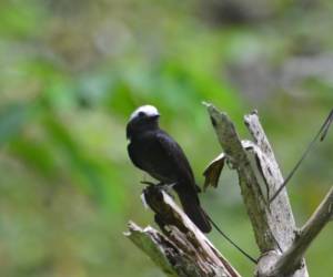 De acuerdo con la Lista de las Aves de Panamá, edición 2024 de Audubon Panamá, el país alberga 1.026 especies, de las cuales 177 son migratorias. Foto cortesía