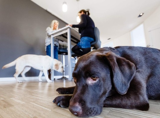 ¿Mascotas en la oficina? Llegan las oficinas 'pet friendly'