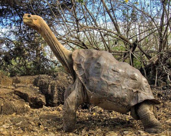 <i>Al parecer la tortuga posee lo que llaman transcripción genética de alta fidelidad de los genes que le confieren una resistencia única frente al envejecimiento. Foto de cortesía</i>