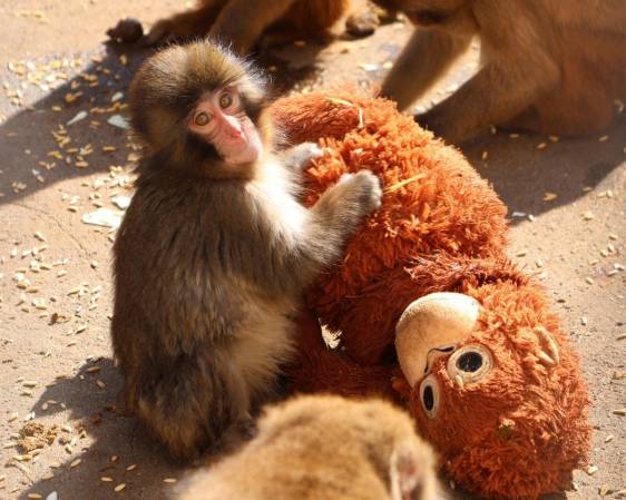 <i>Un pequeño macaco japonés abandonado al nacer en el zoológico de la ciudad de Ichikawa, y que desde entonces no se separa de un peluche que se ha convertido en una madre improvisada, ha conquistado la atención del público en Japón y de las redes sociales. EFE/ Zoológico De La Ciudad Japonesa De Ichikawa </i>