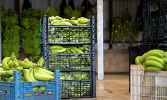 Chiquita retoma exportación de banano este año con 11 millones de cajas