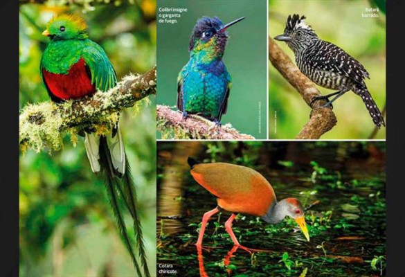 Costa Rica, el paraíso de la biodiversidad según NatGeo España