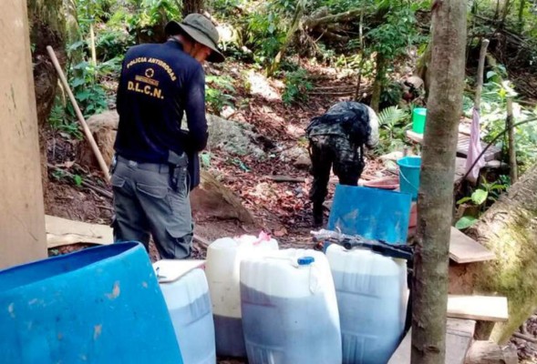 Honduras descubre plantación de coca