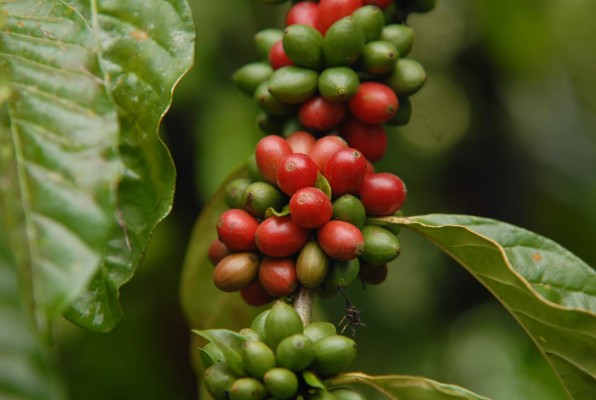 Nicaragua: Economía creció en 2016, pese a dificultades externas