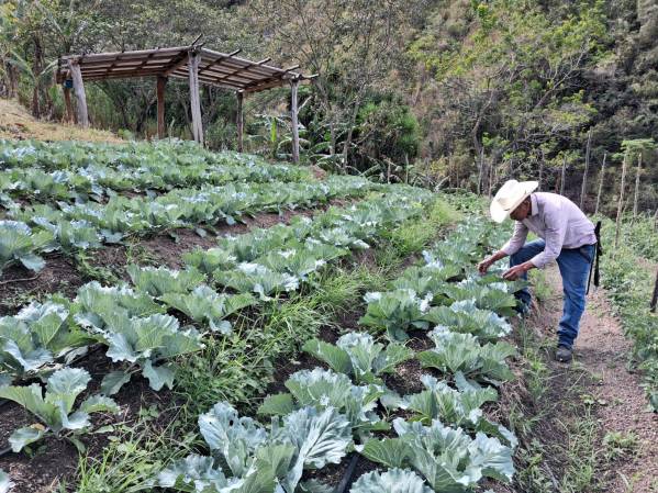<i>De acuerdo con el censo, en Honduras se utilizan 2.748.054 hectáreas para actividades agropecuarias, de las cuales el 88,9 % corresponde a tierras propias. Foto de cortesía</i>